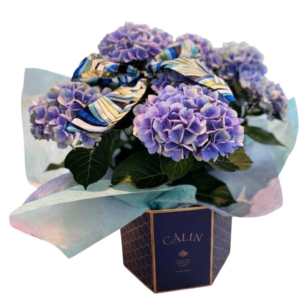 Amazon｜[Sakuya(咲屋)] あじさい 鉢植え アジサイ 紫陽花 父の日 鉢物